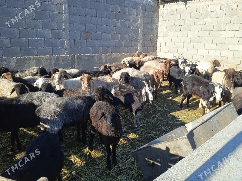 goyunlar we geciler - Гызыларбат - img 2