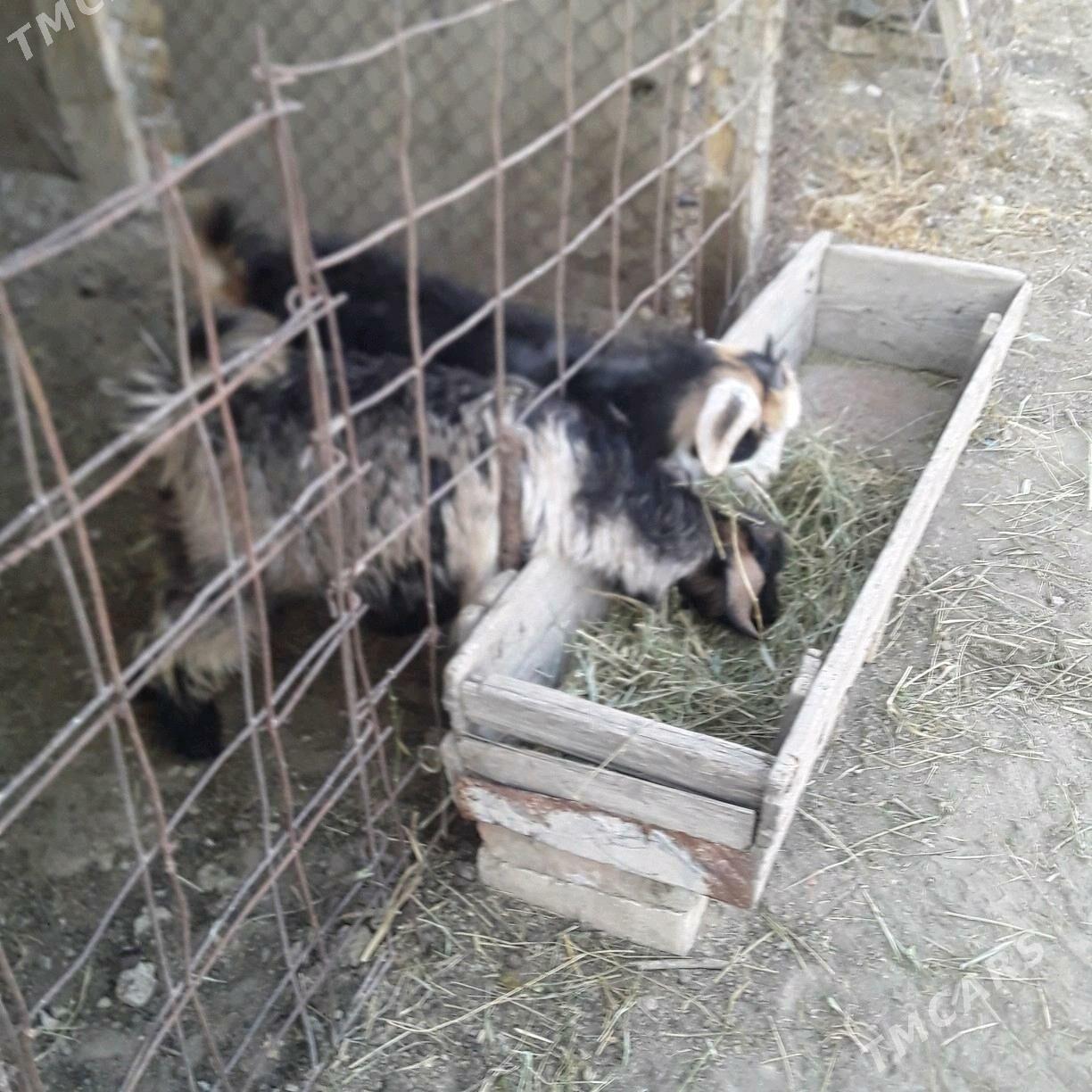 çewiş - Büzmeýin - img 2