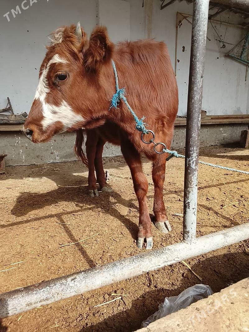 unajynlar ve inek - Türkmenabat - img 4