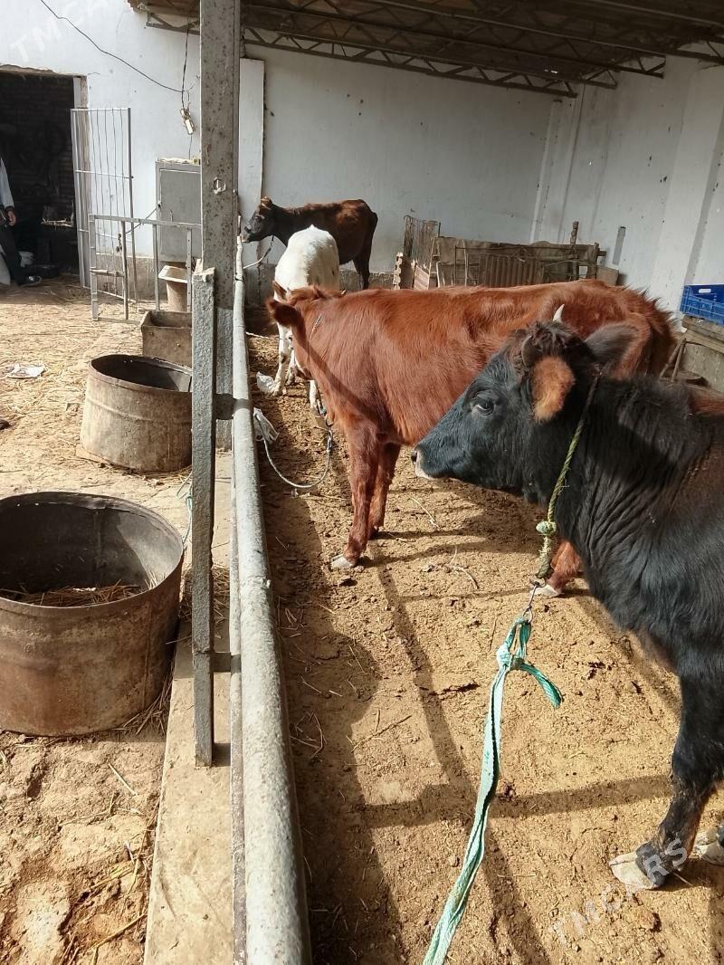 unajynlar ve inek - Türkmenabat - img 1