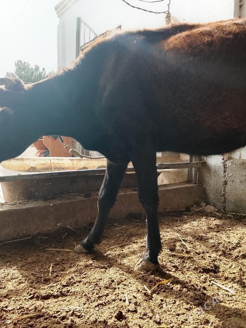 unajynlar ve inek - Türkmenabat - img 2