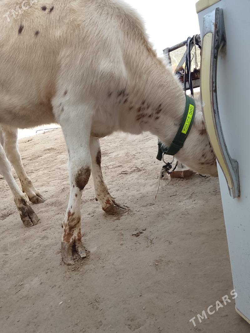 unajynlar ve inek - Türkmenabat - img 7