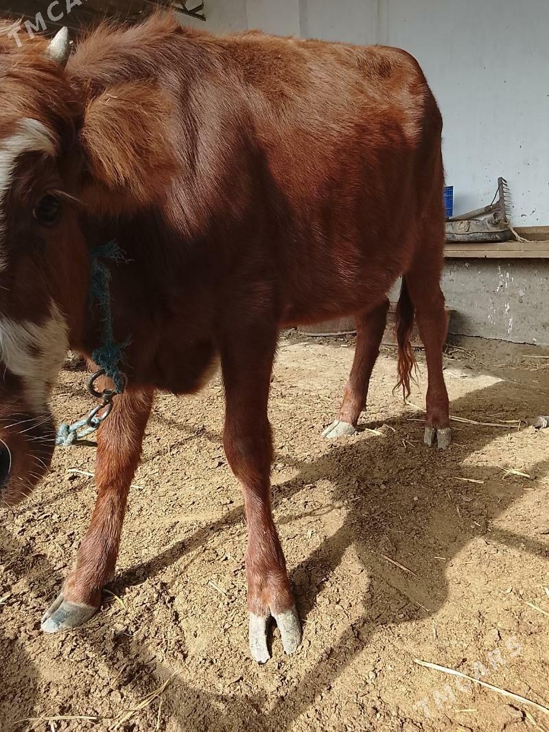 unajynlar ve inek - Türkmenabat - img 5