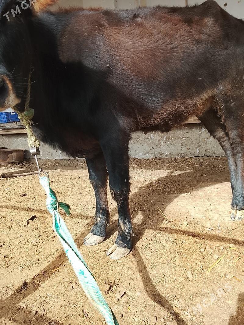 unajynlar ve inek - Türkmenabat - img 3