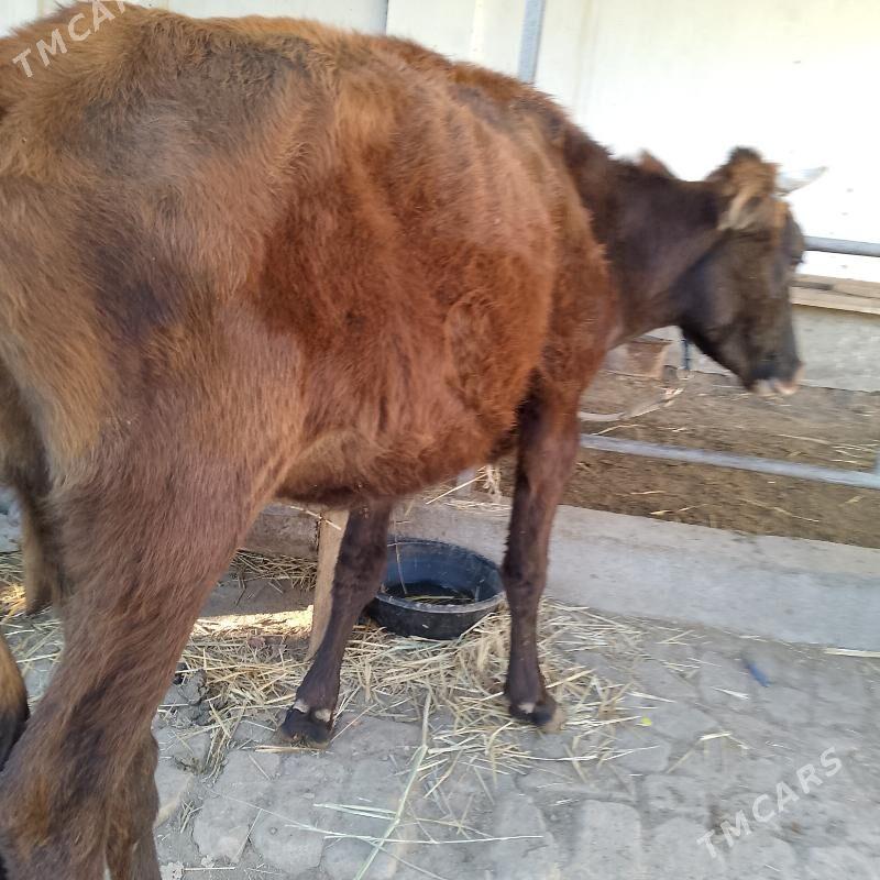 unajynlar ve inek - Türkmenabat - img 9