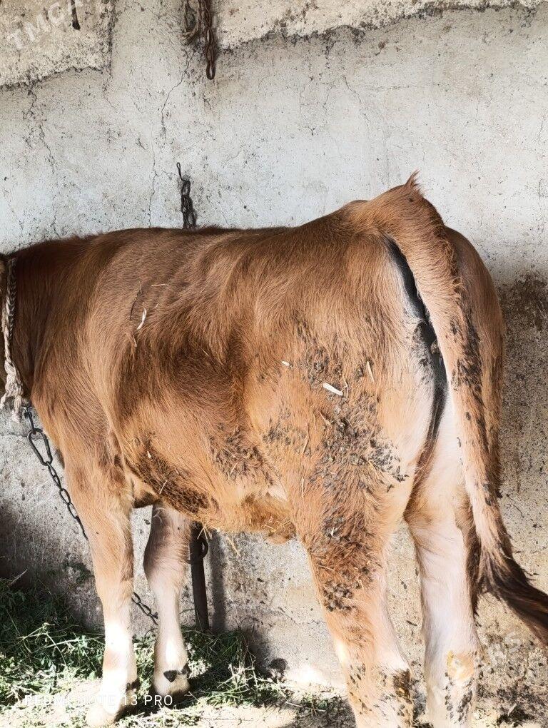 bakylan tuwe - Гёкдепе - img 2