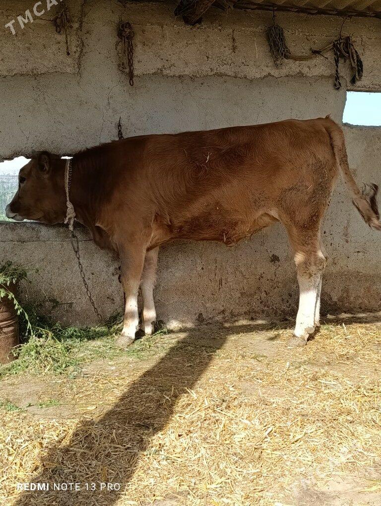 bakylan tuwe - Гёкдепе - img 4