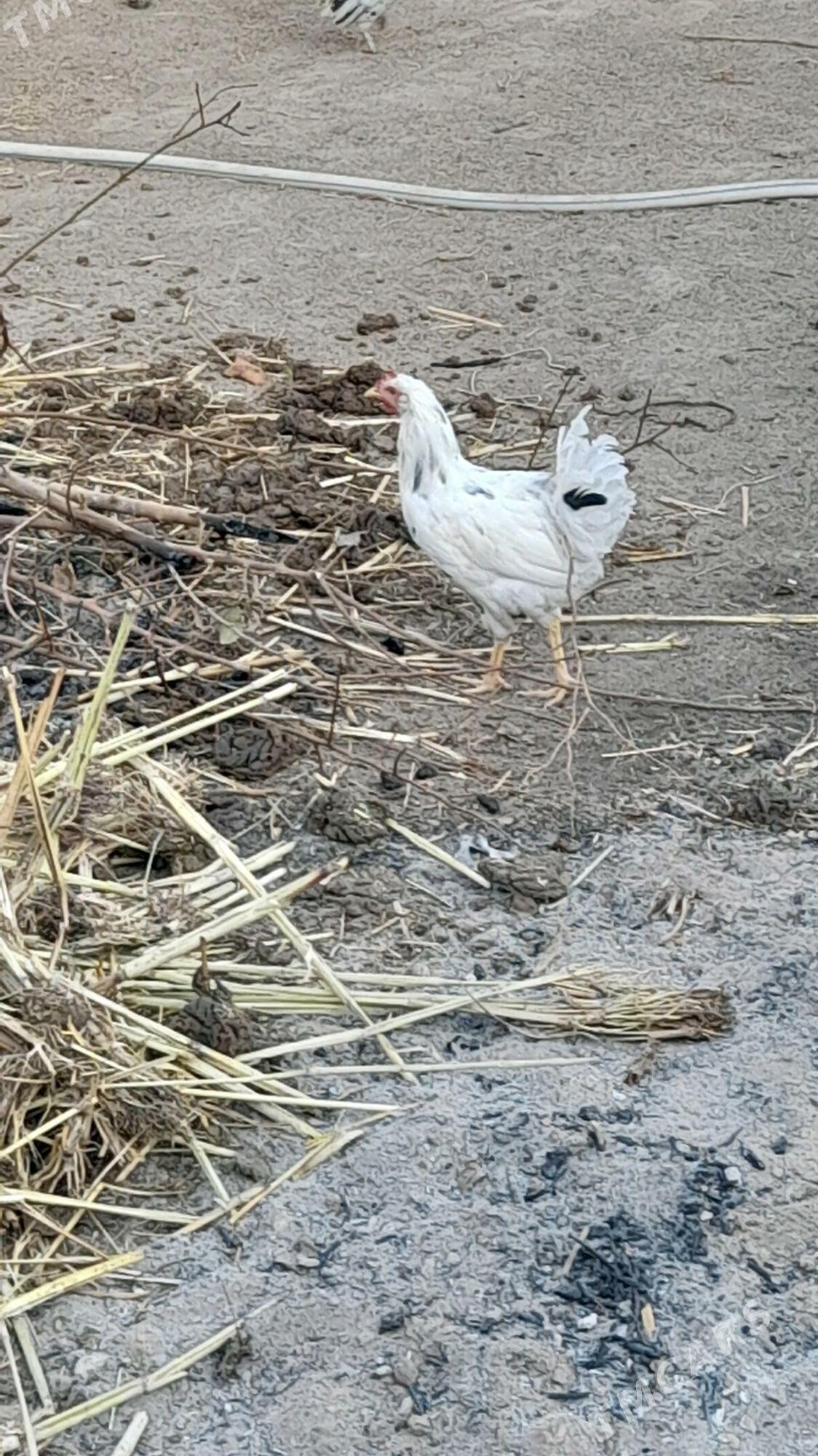 Horaz - Багир - img 2