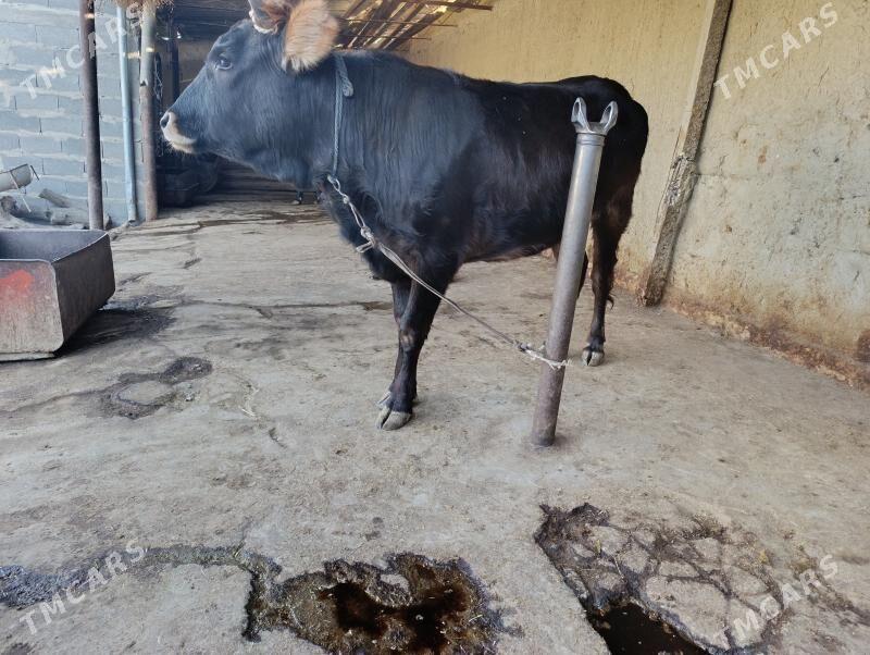 tuwe - Бахарден - img 1