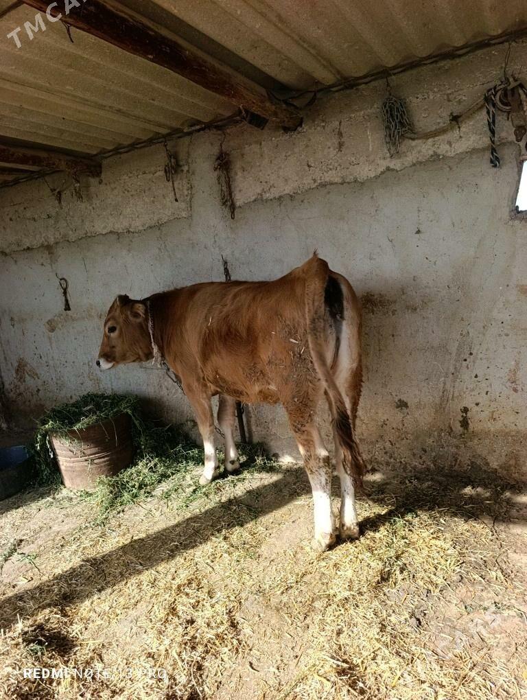 bakylan tuwe - Гёкдепе - img 3