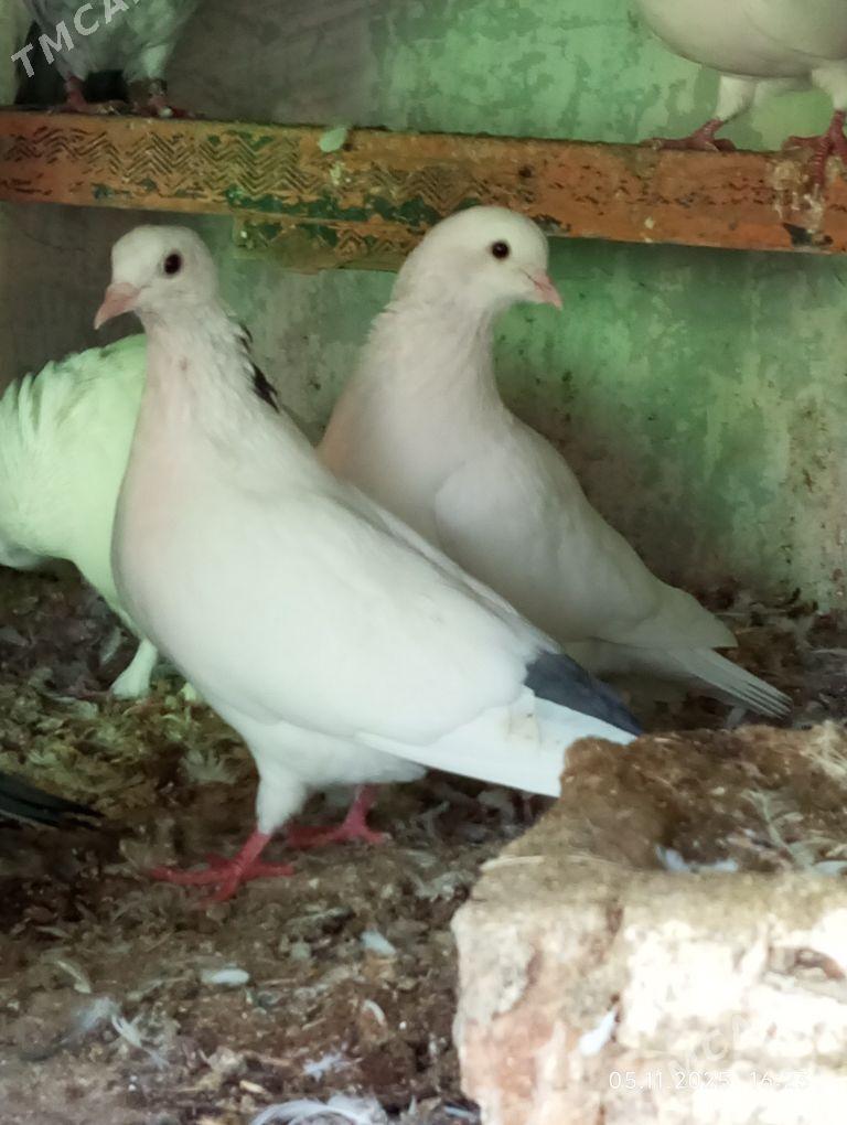 кепдери - Ашхабад - img 4