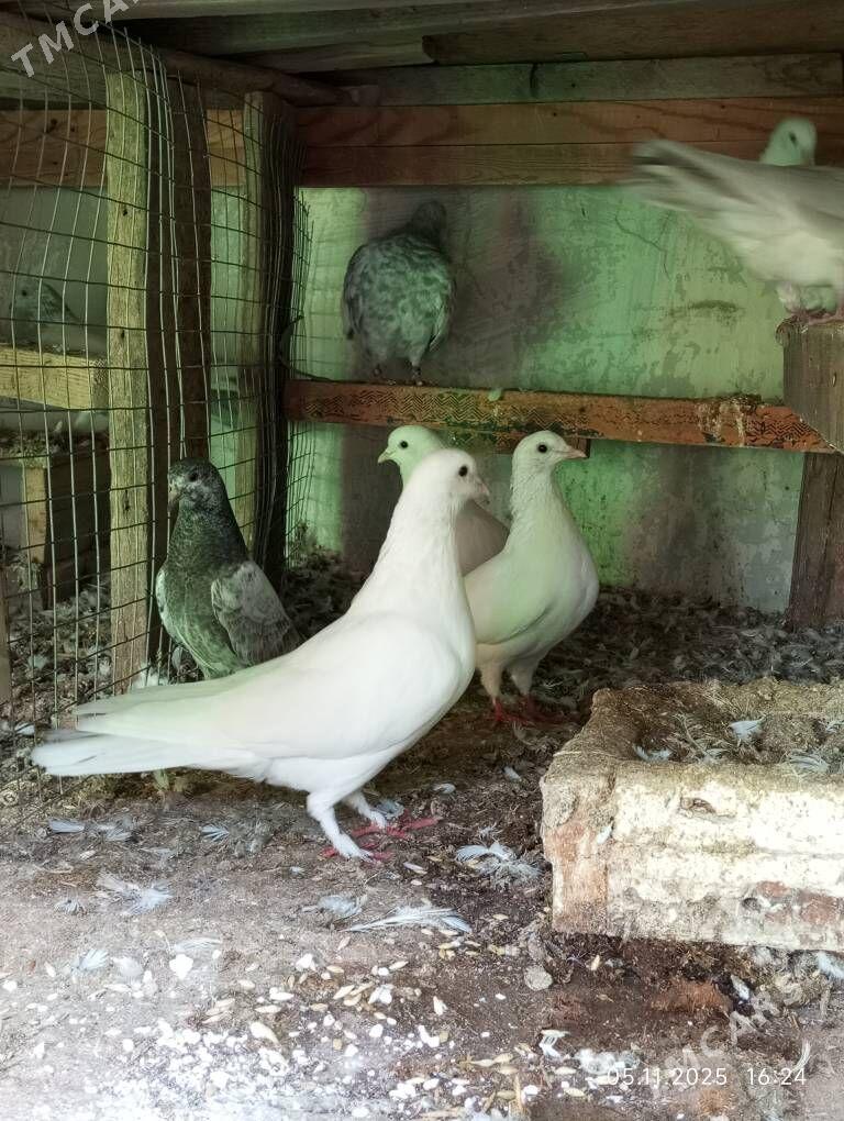 кепдери - Ашхабад - img 1