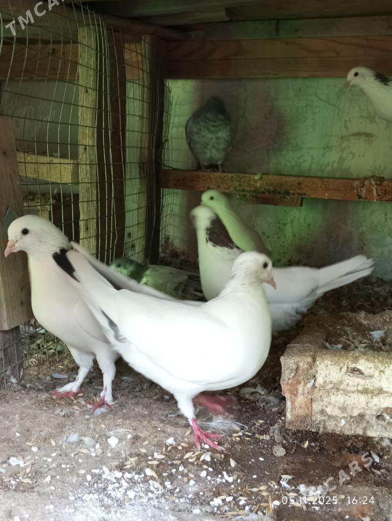 кепдери - Ашхабад - img 3