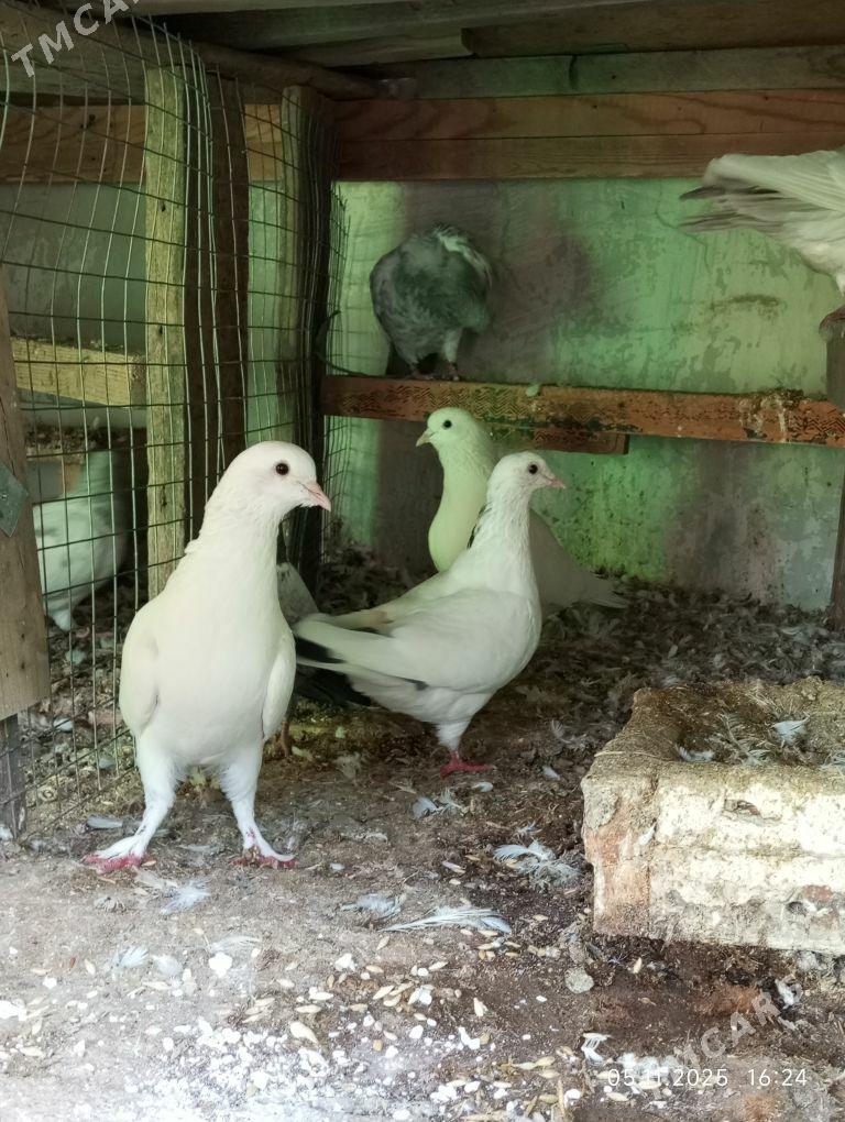 кепдери - Ашхабад - img 2