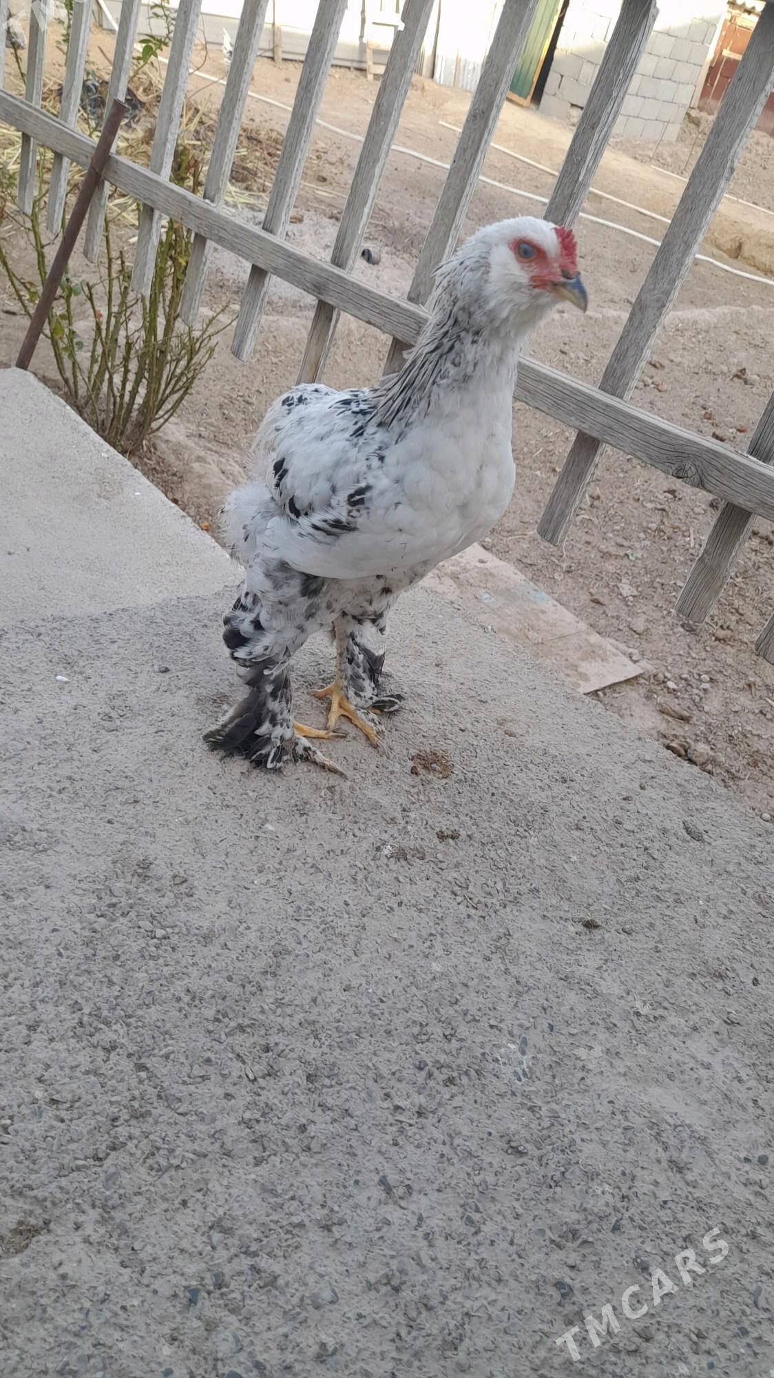 Horaz - Багир - img 3