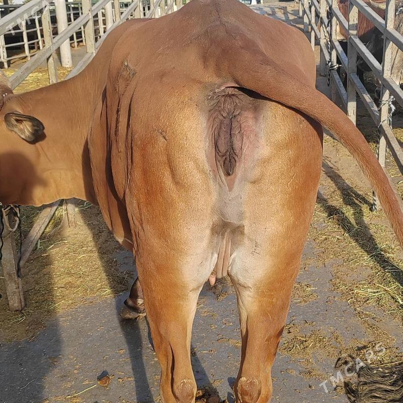 Bakylan sygyr - Aşgabat - img 3