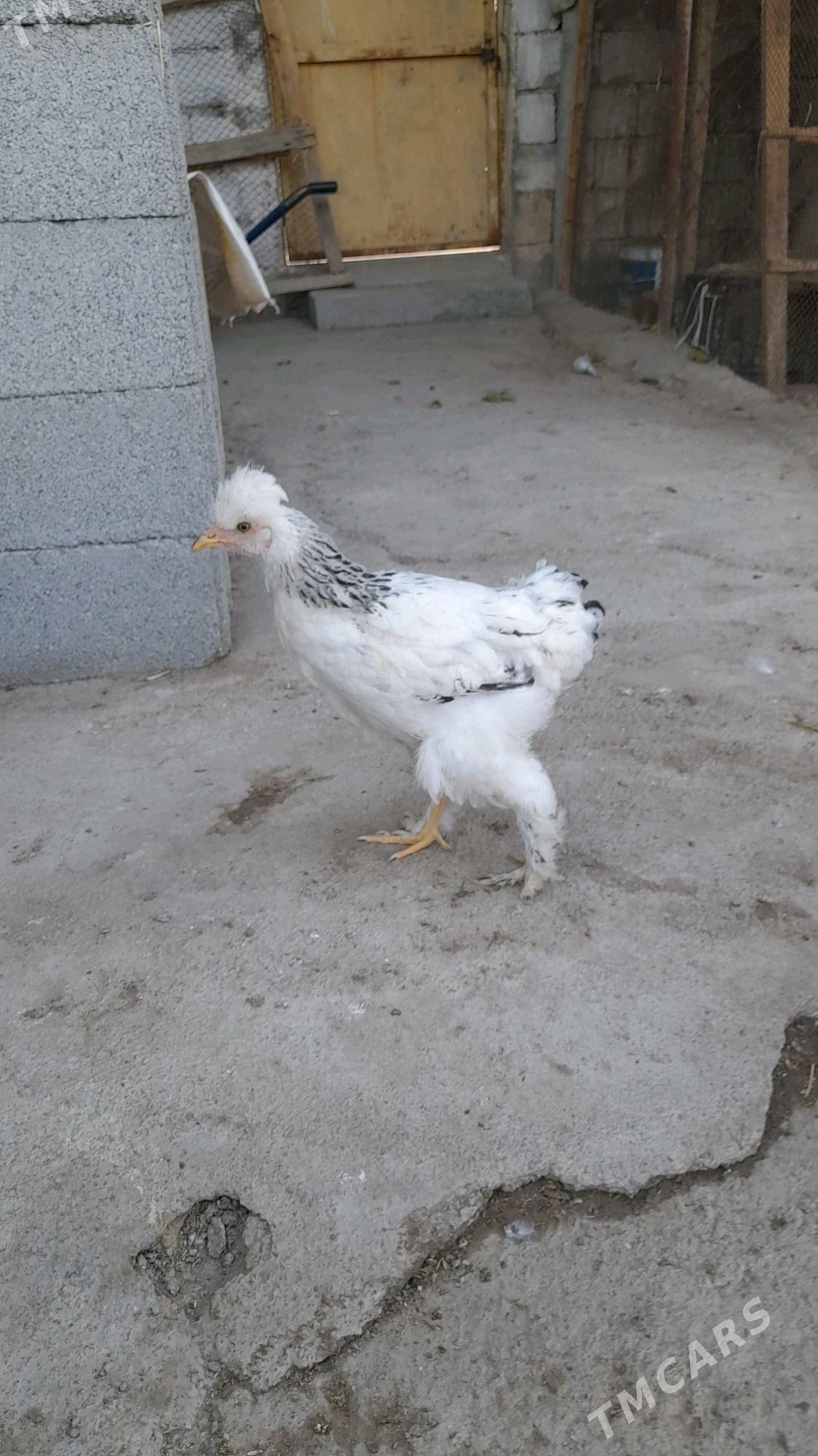 Horaz - Багир - img 1