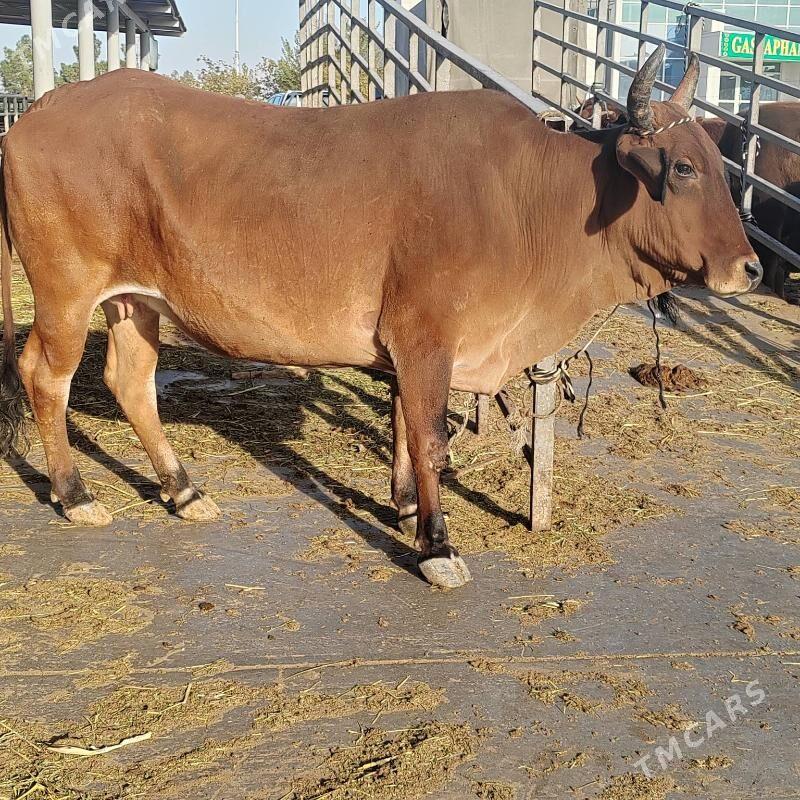 Bakylan sygyr - Aşgabat - img 9