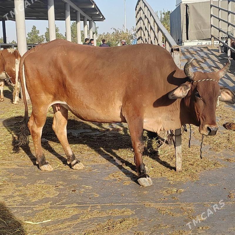 Bakylan sygyr - Aşgabat - img 2