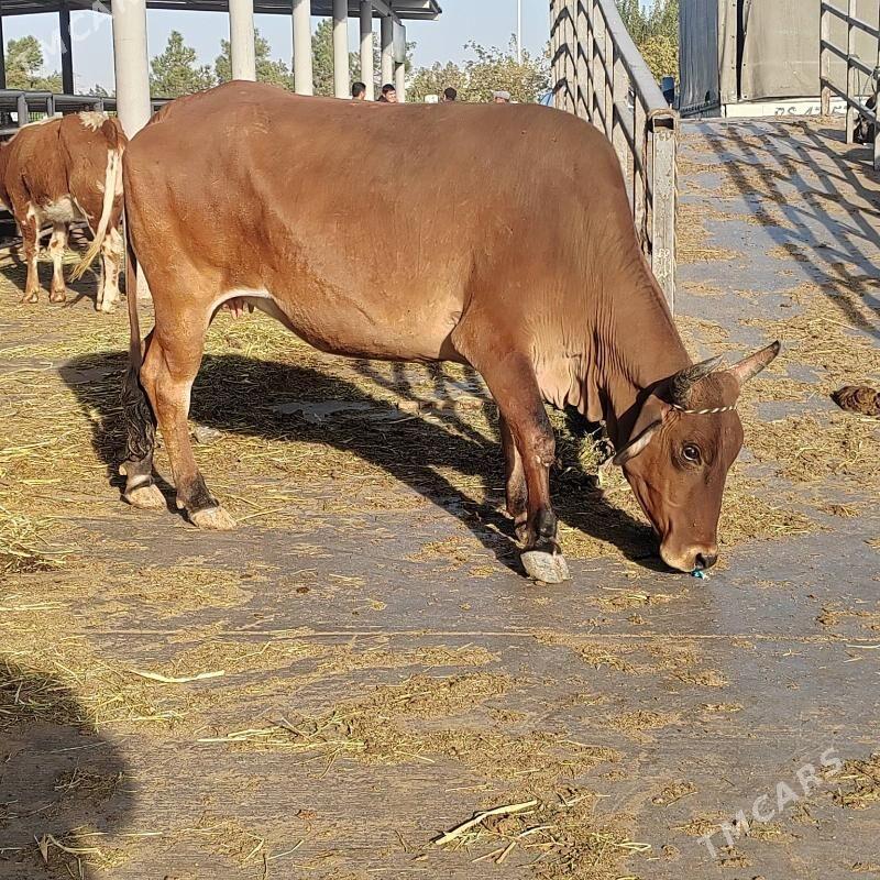 Bakylan sygyr - Aşgabat - img 11