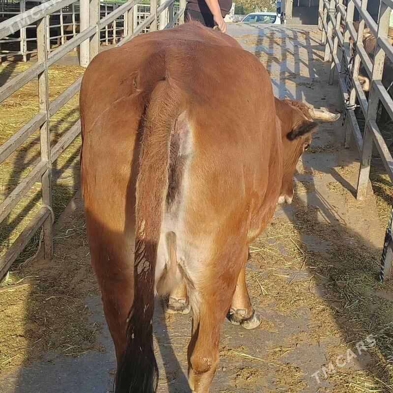 Bakylan sygyr - Aşgabat - img 8