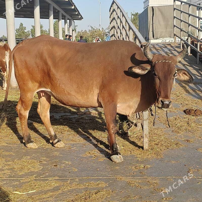 Bakylan sygyr - Aşgabat - img 6