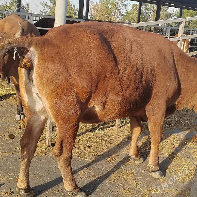 Bakylan sygyr - Aşgabat - img 7