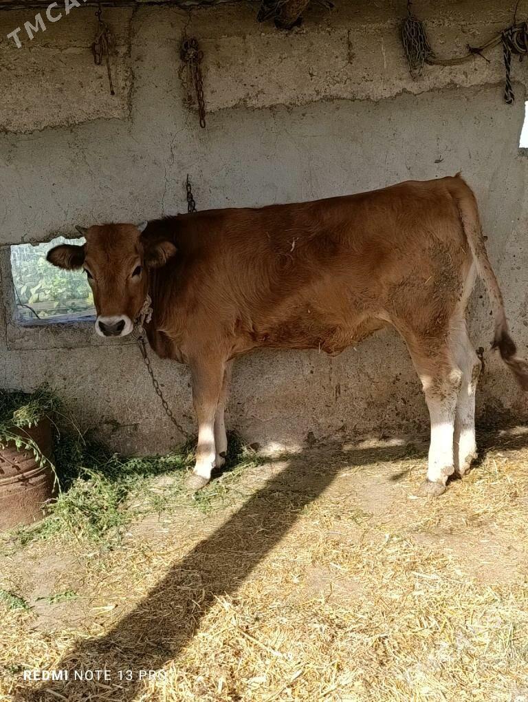 bakylan tuwe - Гёкдепе - img 1