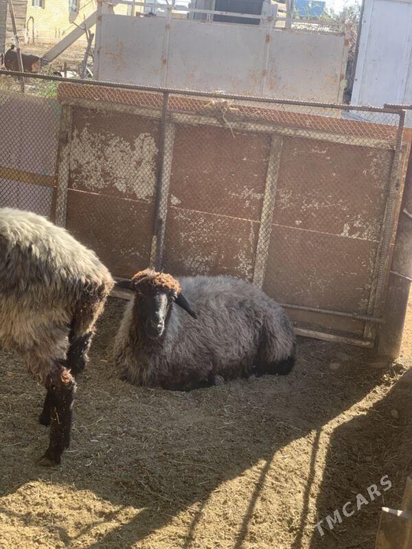 Araby goyun - Сакарчага - img 2