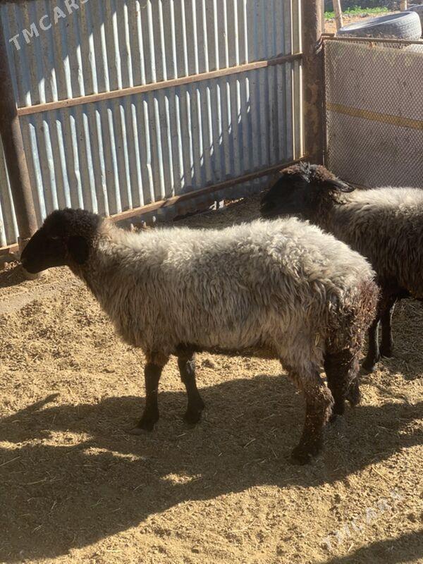 Araby goyun - Сакарчага - img 3