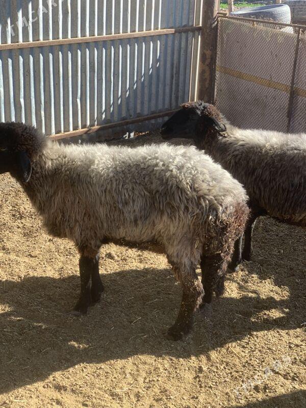 Araby goyun - Сакарчага - img 1