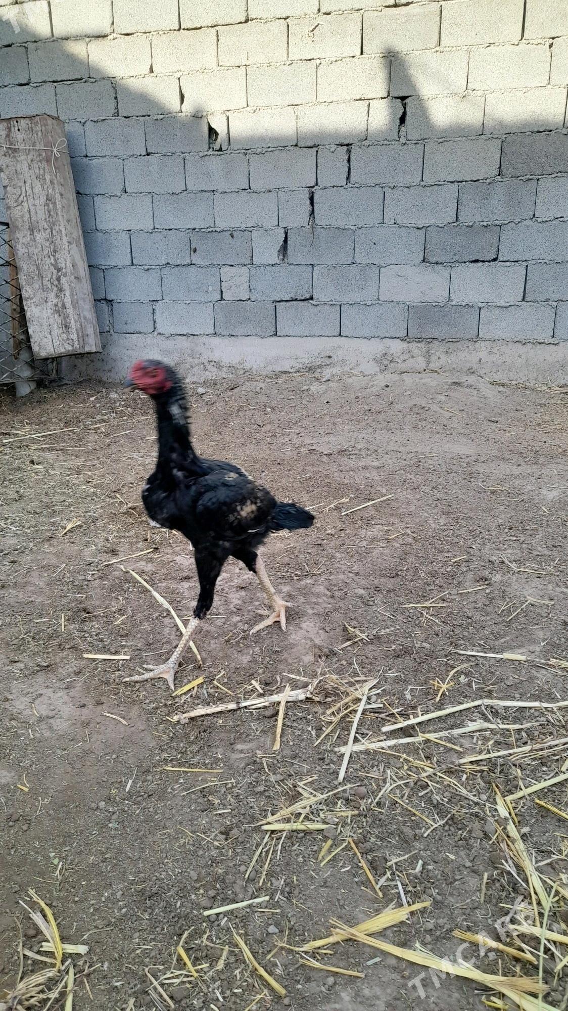 Taskent horaz - Bagyr - img 1