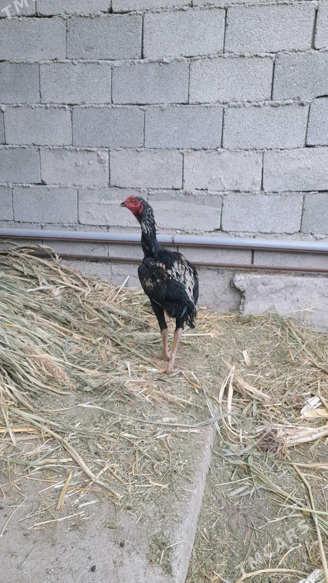 Taskent horaz - Bagyr - img 2