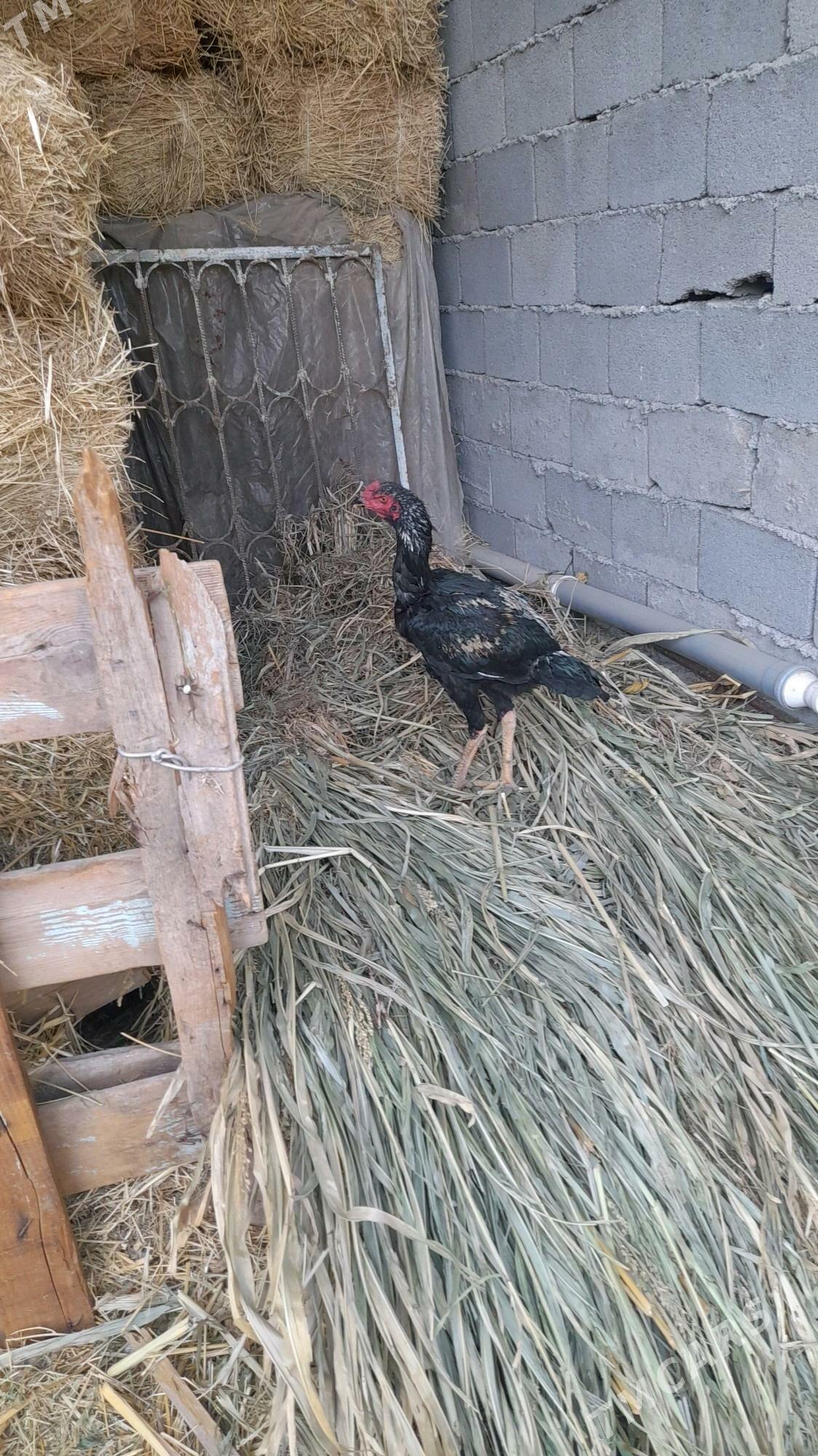 Taskent horaz - Bagyr - img 3