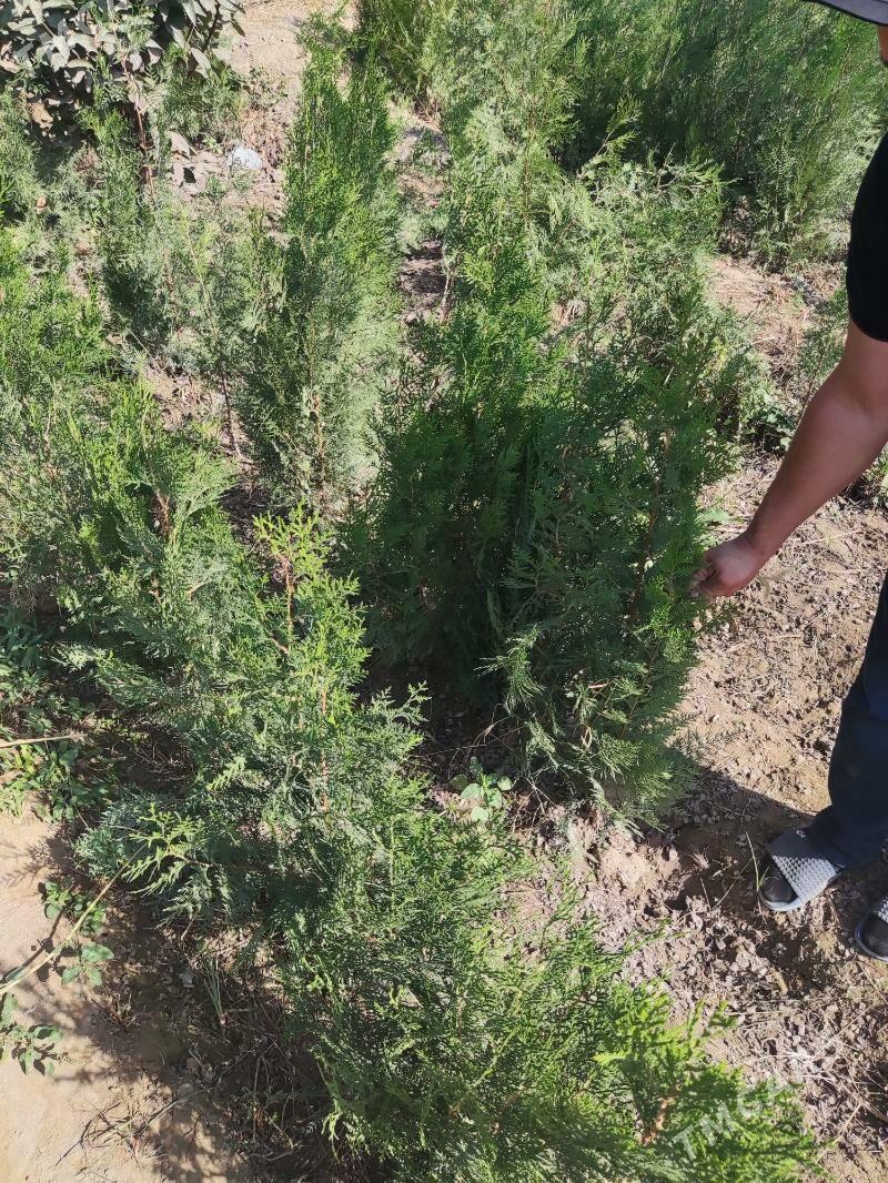 Zabornik Tuya Yolka Ёлка - Aşgabat - img 2