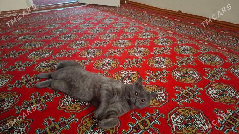 PISIJIK - Мир 5 - img 4