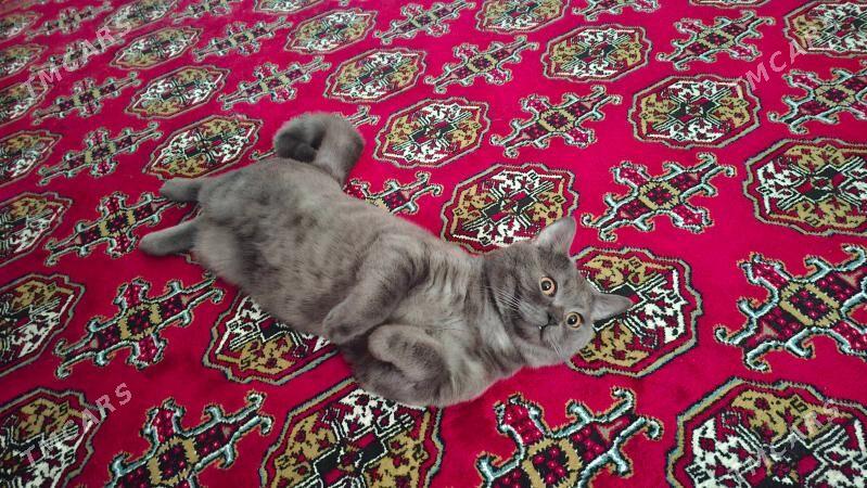 PISIJIK - Мир 5 - img 3