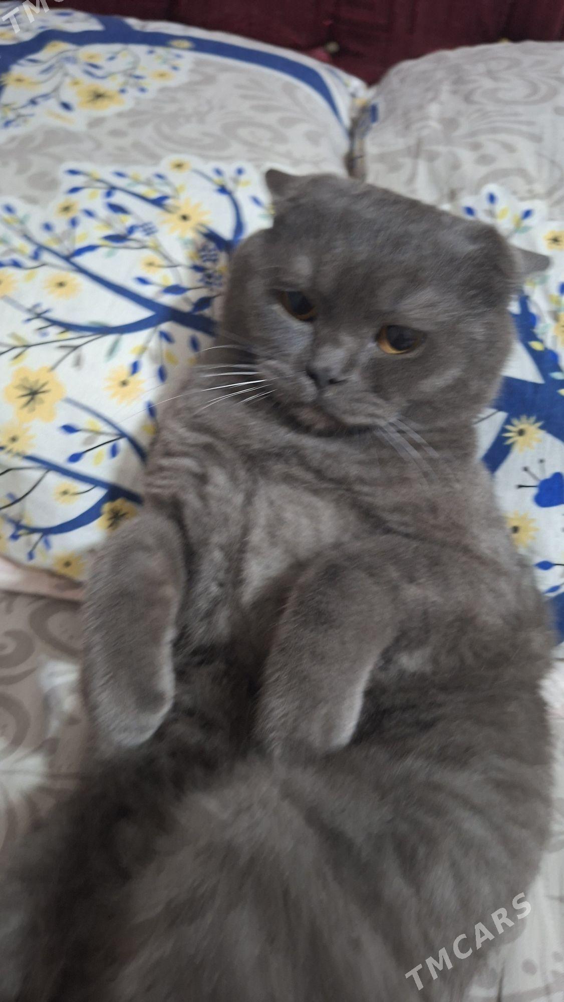 PISIJIK - Мир 5 - img 1