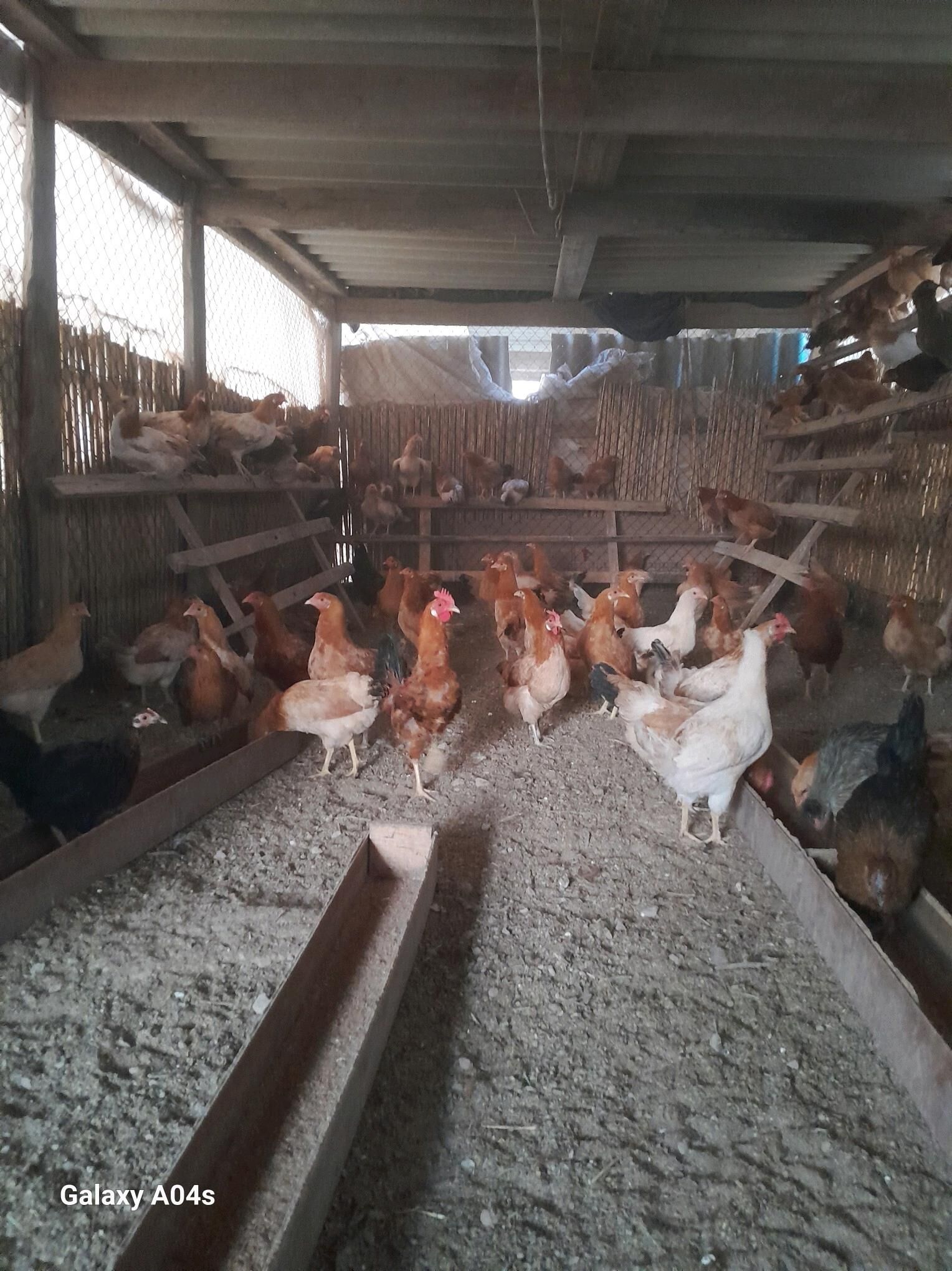 Yumurtgalyk ⁰Towuk - Oguz han - img 3