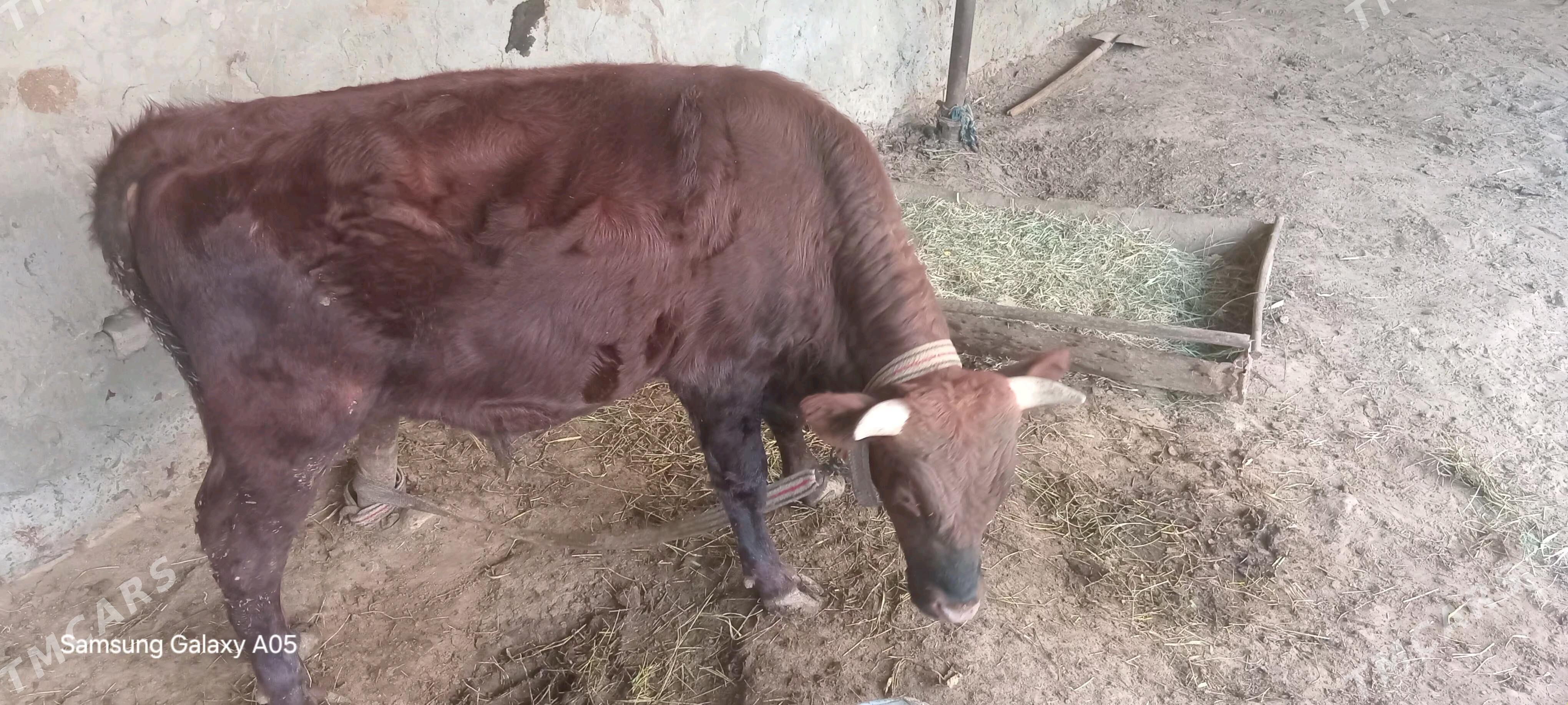 okizce - Mary - img 4