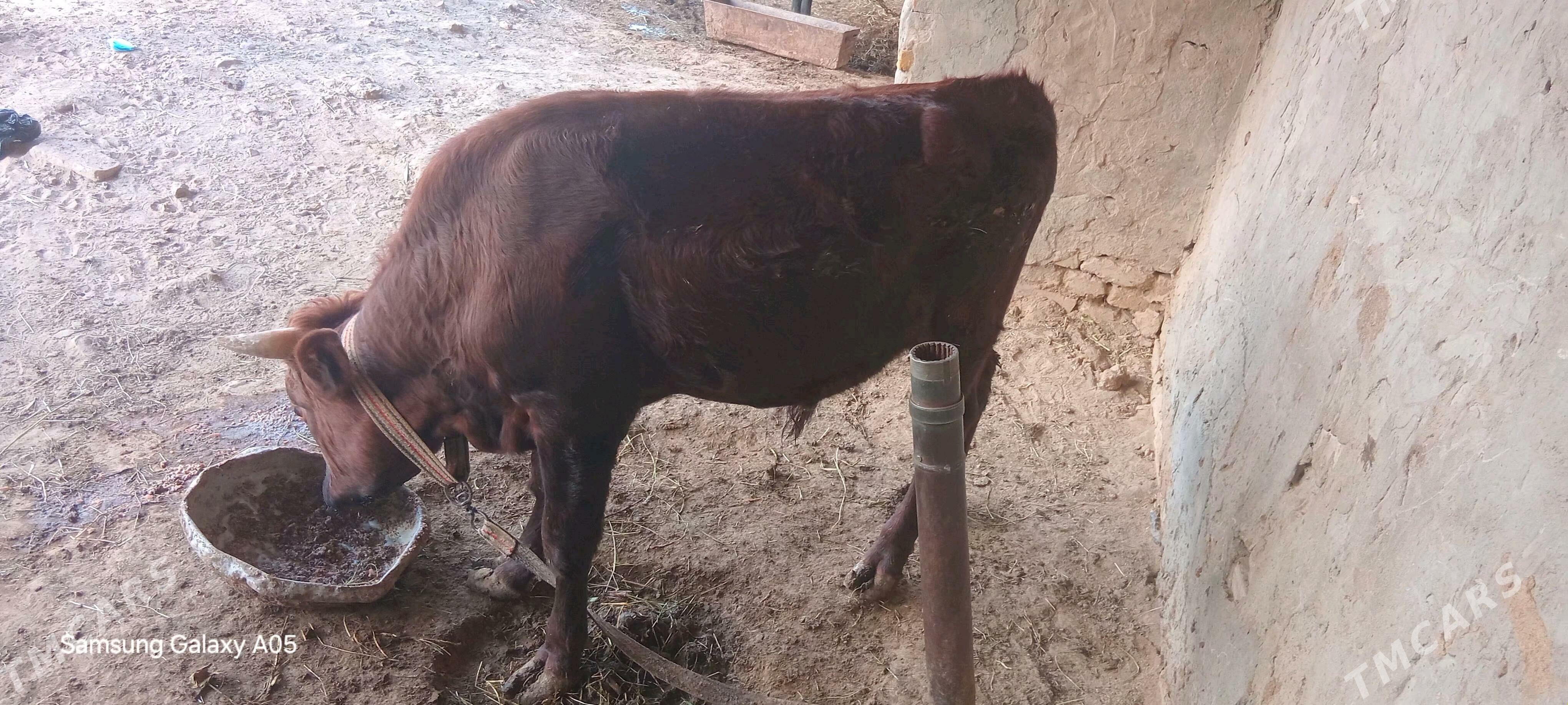 okizce - Mary - img 5