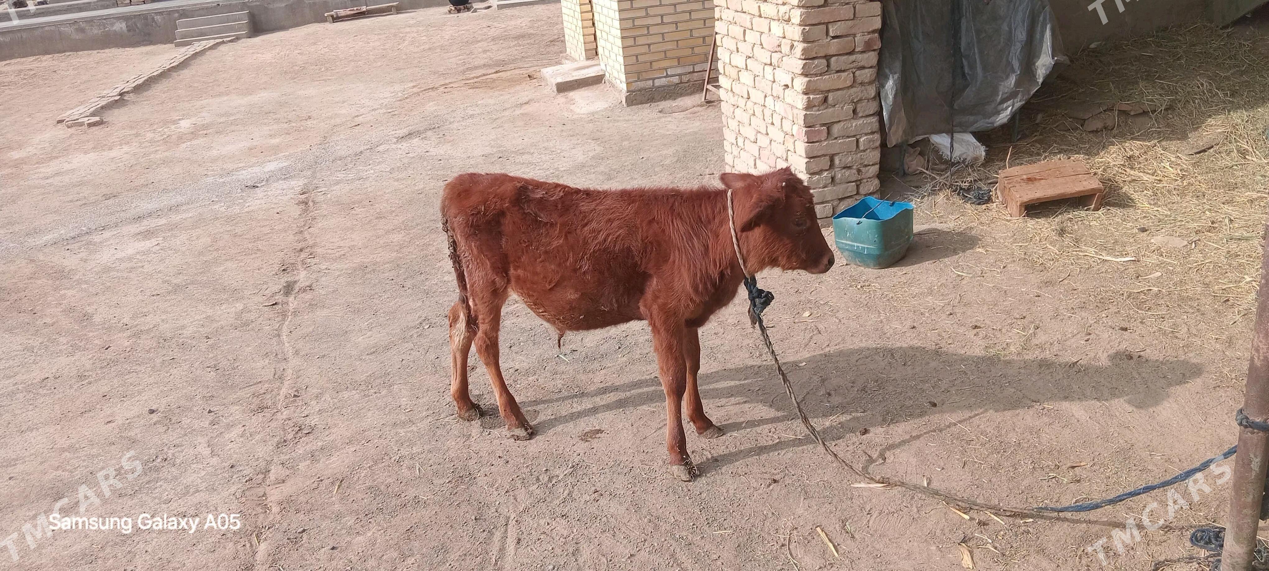 okizce - Мары - img 1