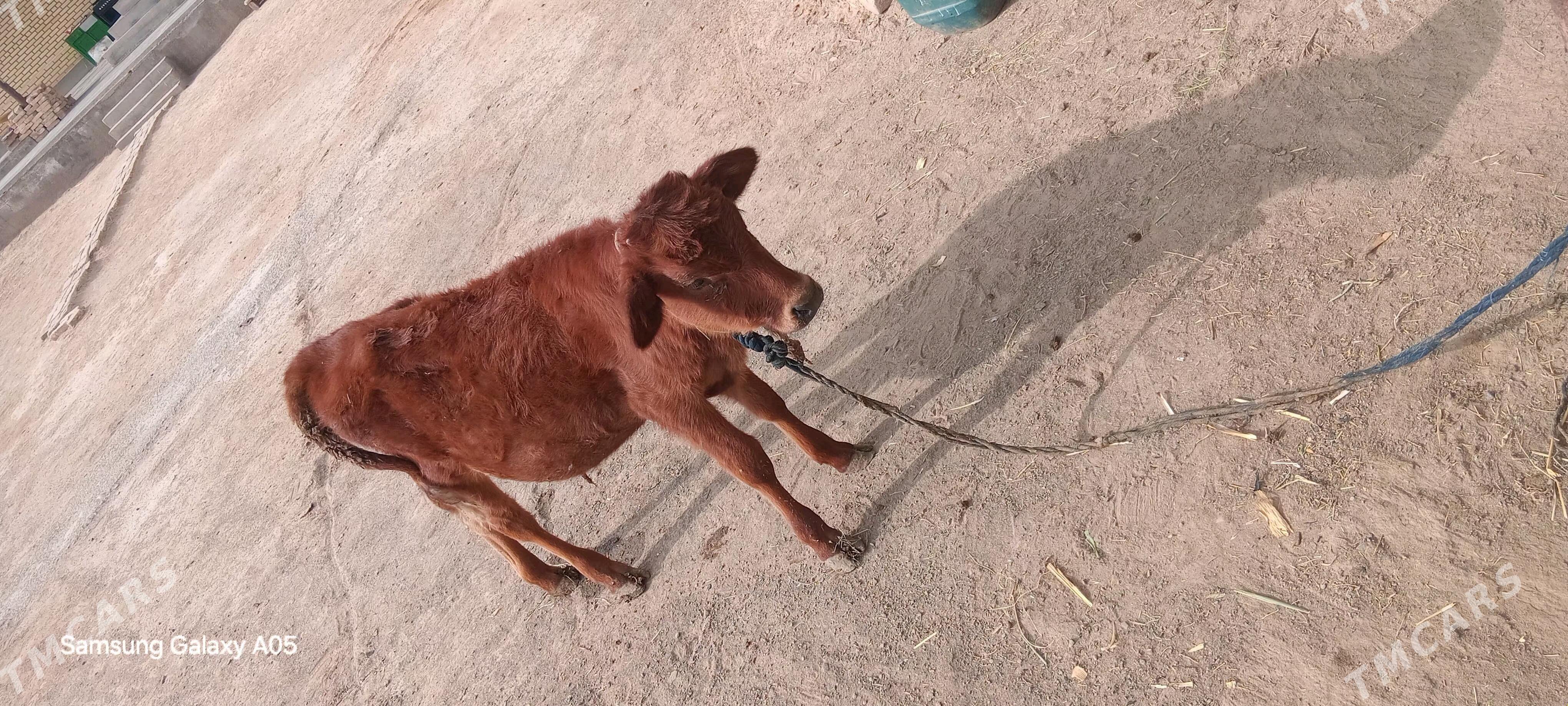 okizce - Mary - img 2