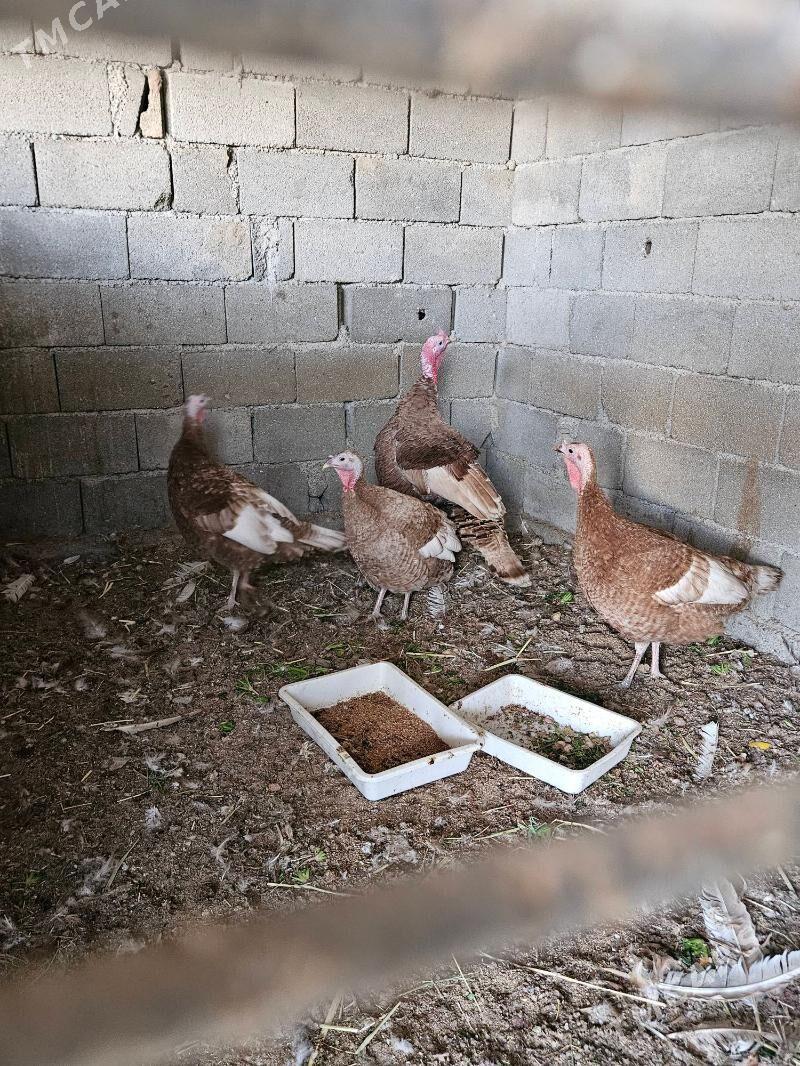 owgan induk - Büzmeýin - img 1