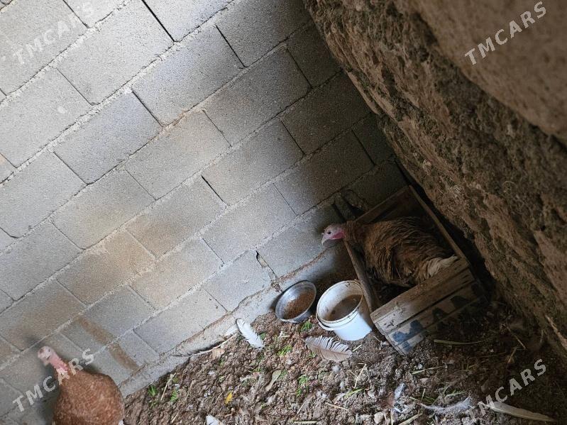 owgan induk - Büzmeýin - img 2