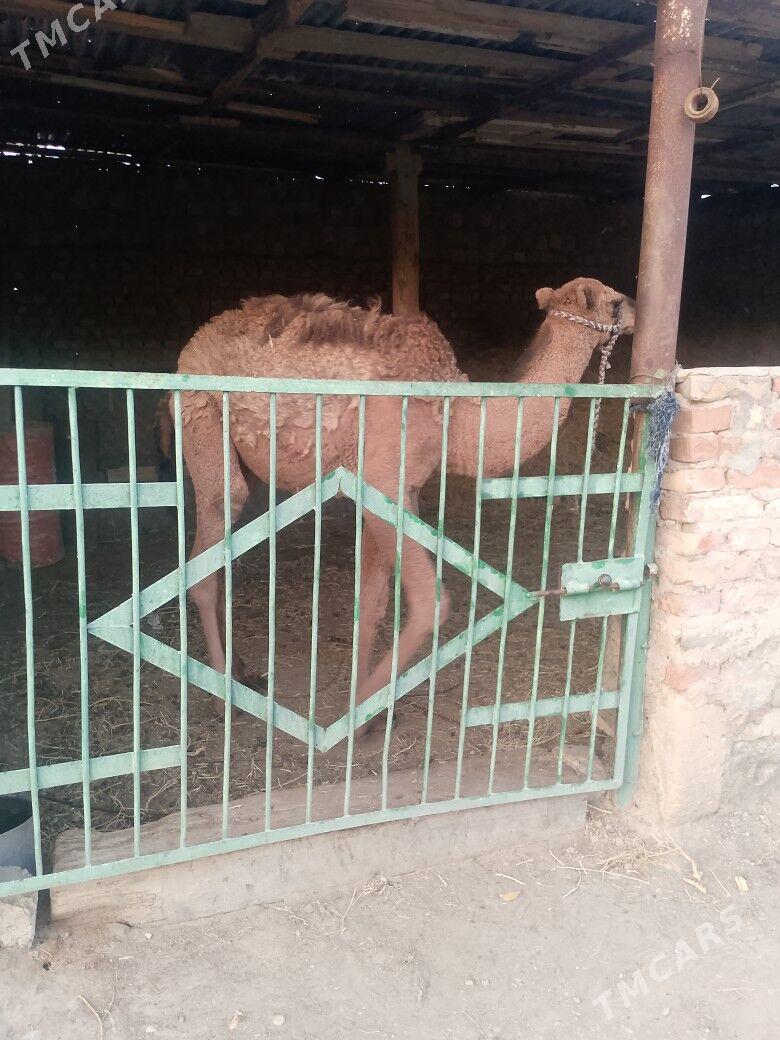 torumtorum - Bereket - img 1