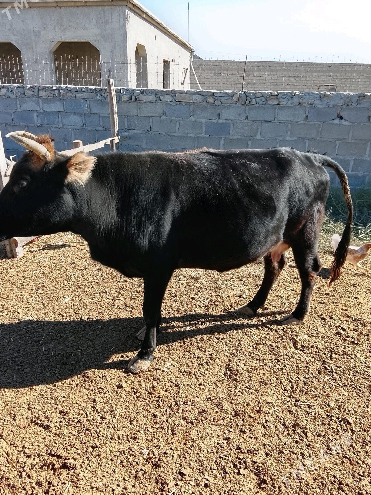 sygr - Эсенгулы - img 1