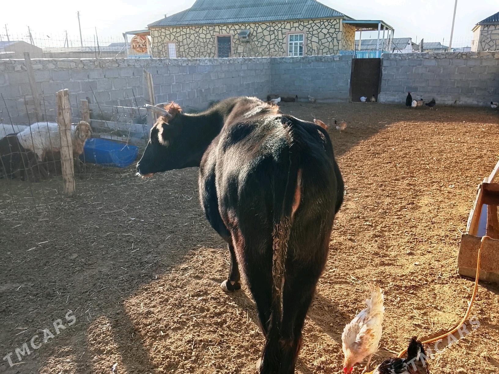 sygr - Эсенгулы - img 2