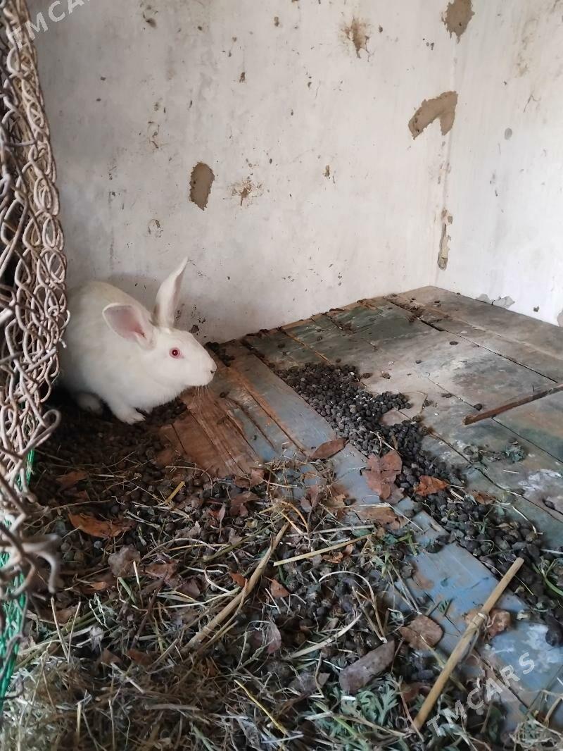 towsan - Çärjew - img 1