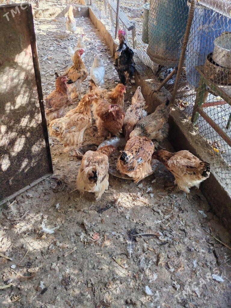 Towuk - Балканабат - img 2